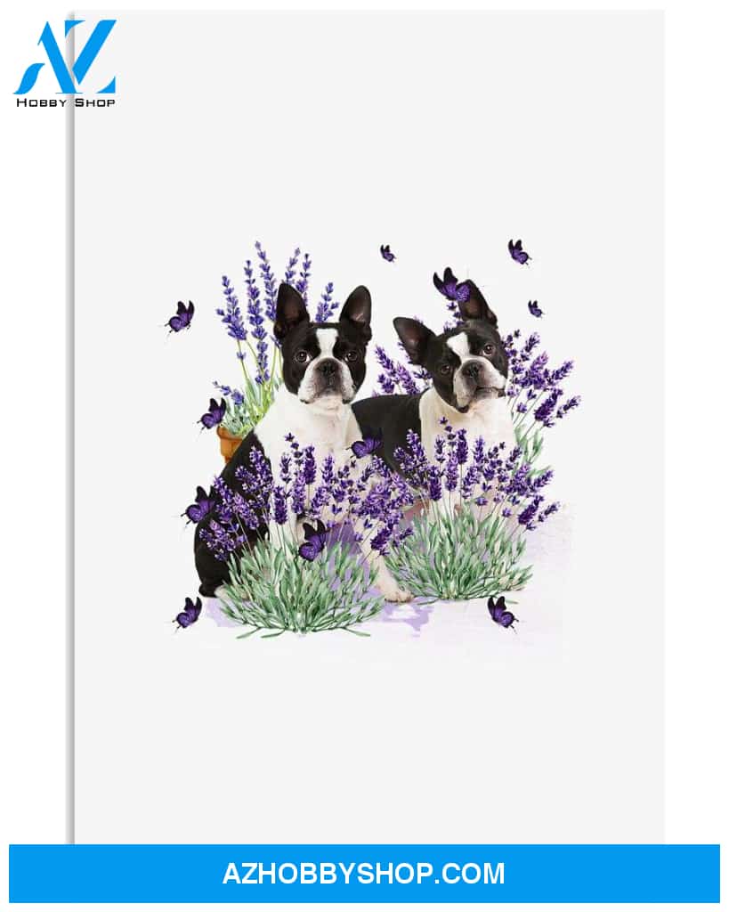 Boston Terrier with lavender flower poster