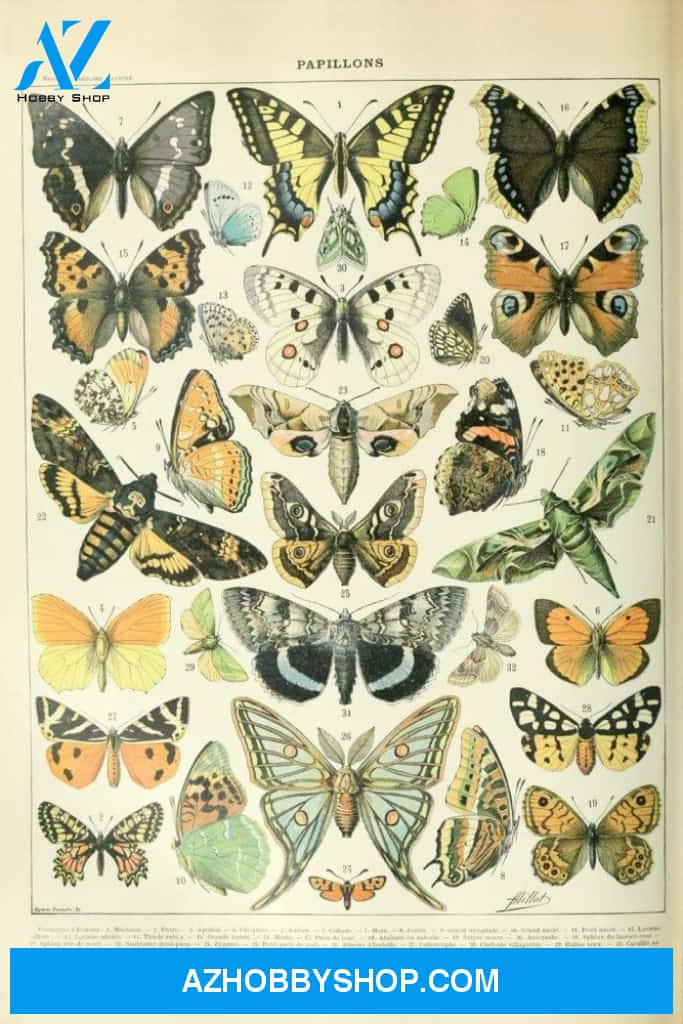 Butterflies A Vintage Bookplate Adolphe Millot Artwork
