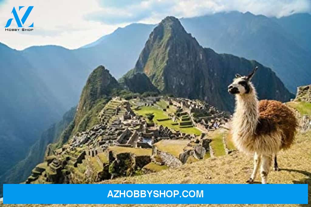 Llama At Machu Picchu In Peru