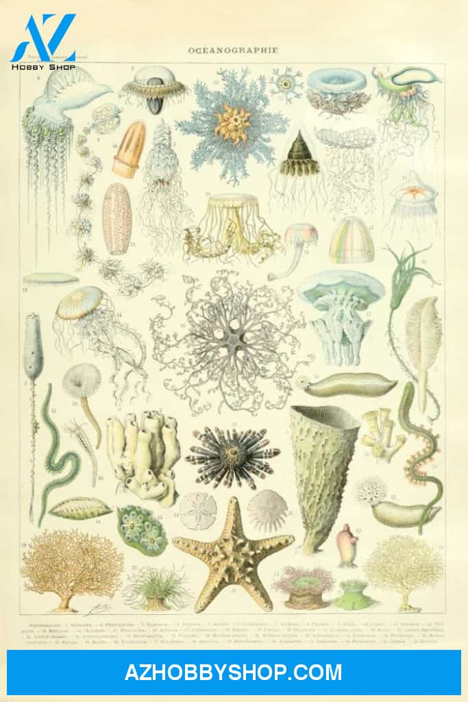 Marine Life C Vintage Bookplate Adolphe Millot Artwork