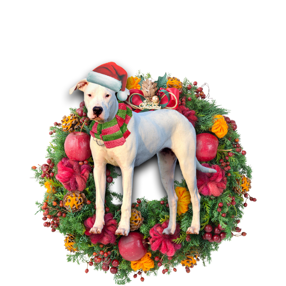 Godmerch- Ornament- Dogo Argentino Christmas Ornament, Happy Christmas Ornament, Car Ornament