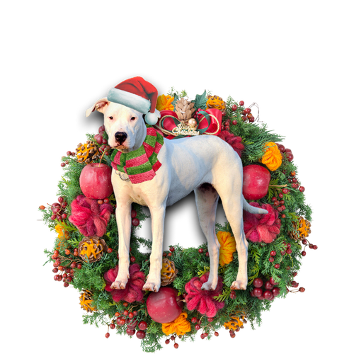 Godmerch- Ornament- Dogo Argentino Christmas Ornament, Happy Christmas Ornament, Car Ornament