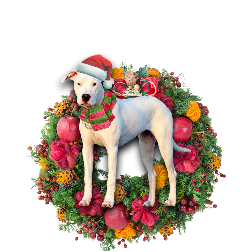 Godmerch- Ornament- Dogo Argentino Christmas Ornament, Happy Christmas Ornament, Car Ornament