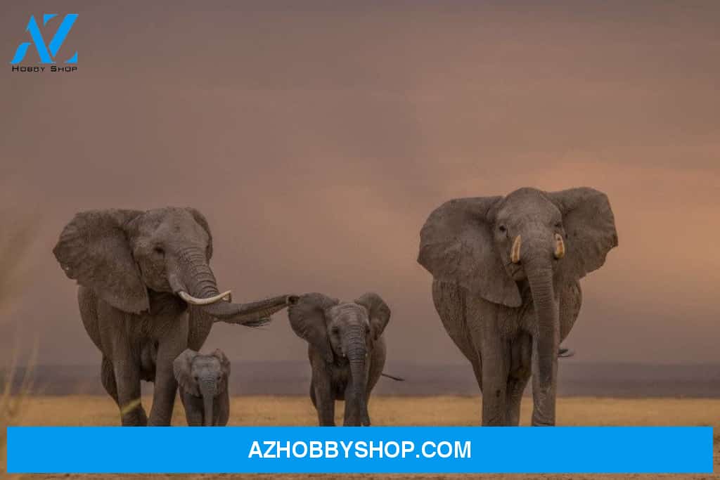 African Elephant Family Walking