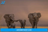 African Elephant Family Walking