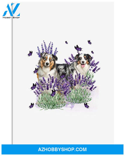 Australian Shepherd with lavender flower poster