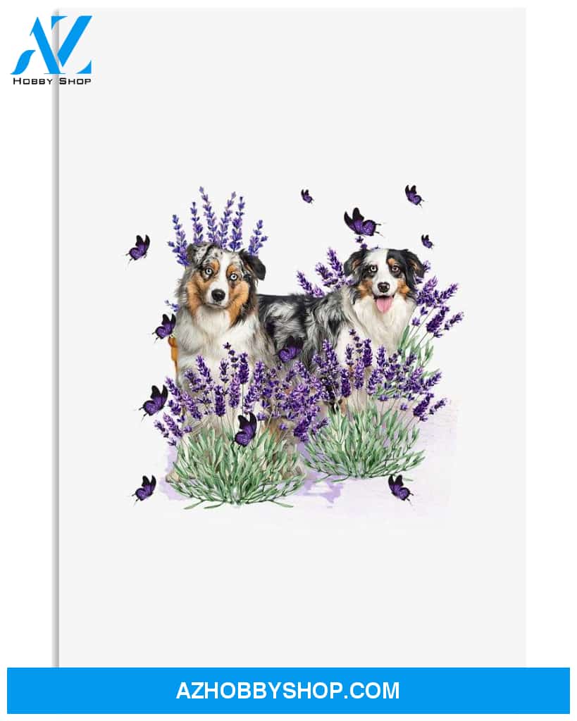 Australian Shepherd with lavender flower poster