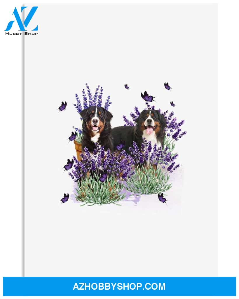 Bernese Mountain with lavender flower poster