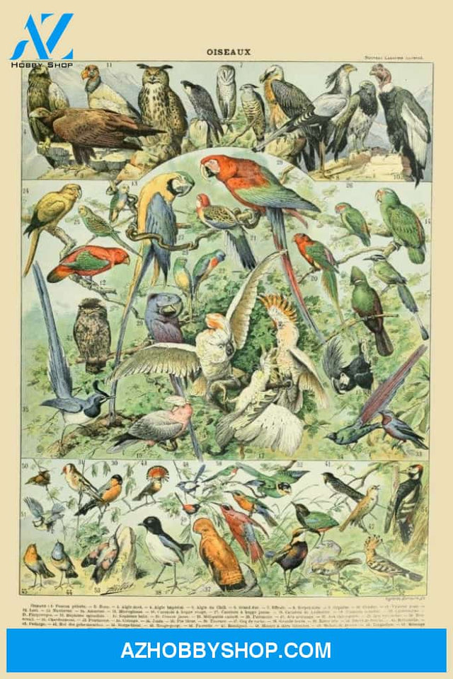 Birds A Vintage Bookplate Adolphe Millot Artwork 82099