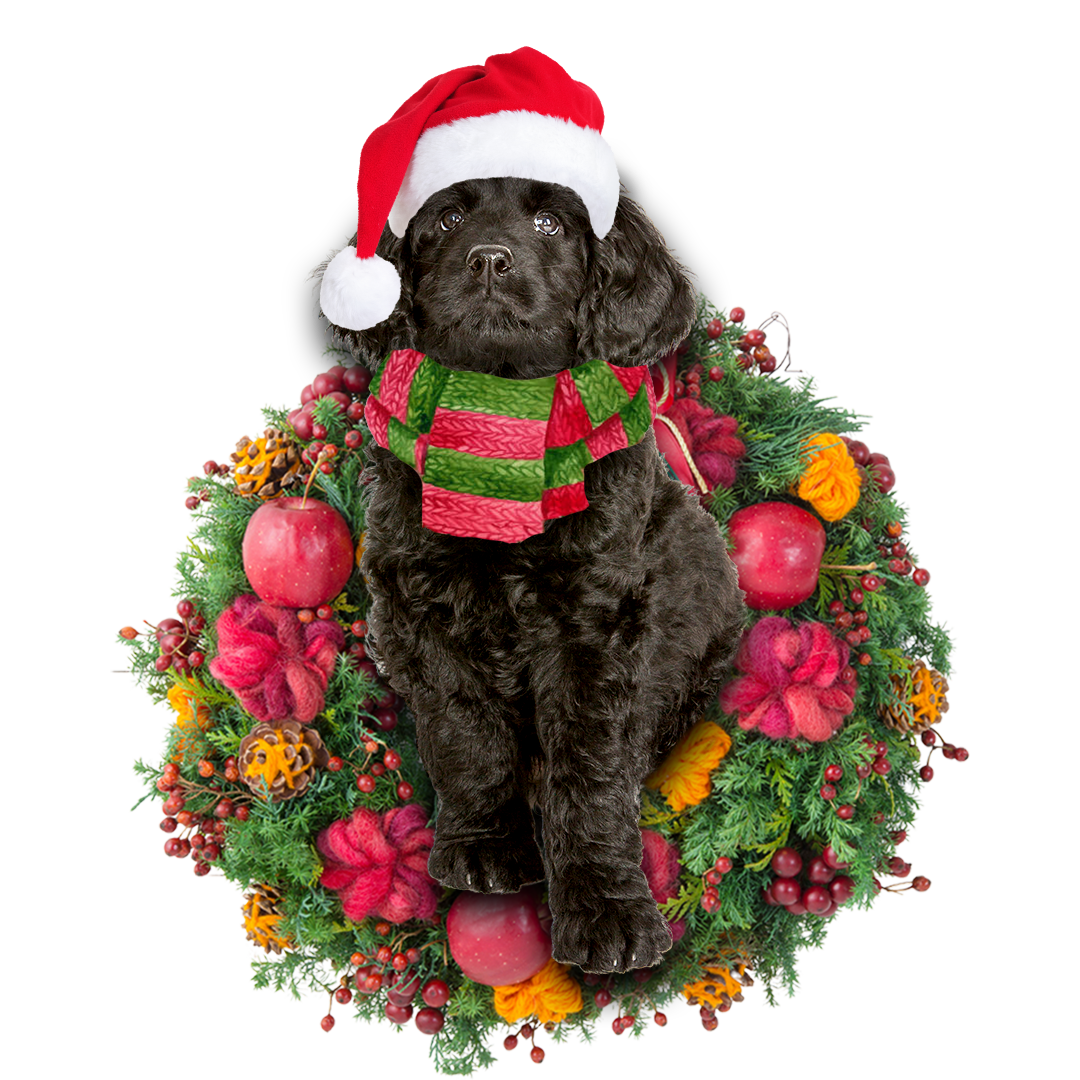 Godmerch- Ornament- Black Labradoodle Christmas Ornament, Happy Christmas Ornament, Car Ornament