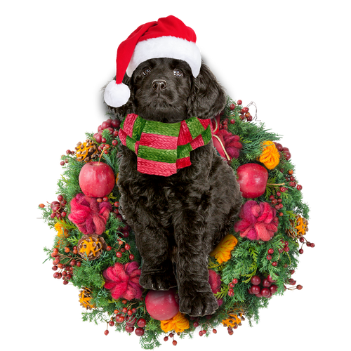 Godmerch- Ornament- Black Labradoodle Christmas Ornament, Happy Christmas Ornament, Car Ornament