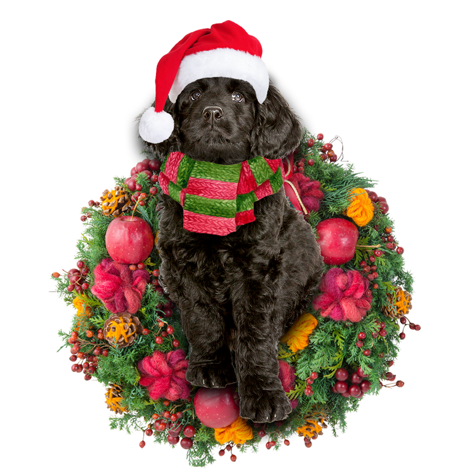 Godmerch- Ornament- Black Labradoodle Christmas Ornament, Happy Christmas Ornament, Car Ornament