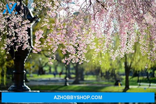 Boston Massachusetts - Public Gardens In Spring With Pink Blossoming Trees