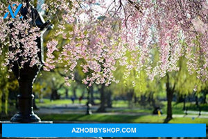 Boston Massachusetts - Public Gardens In Spring With Pink Blossoming Trees