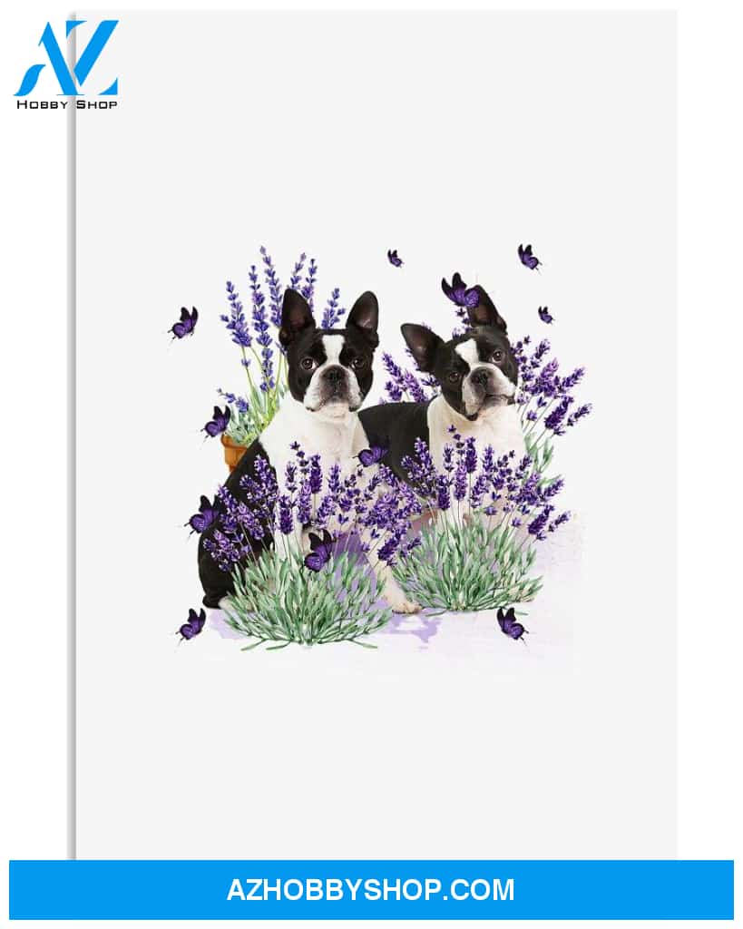 Boston Terrier with lavender flower poster