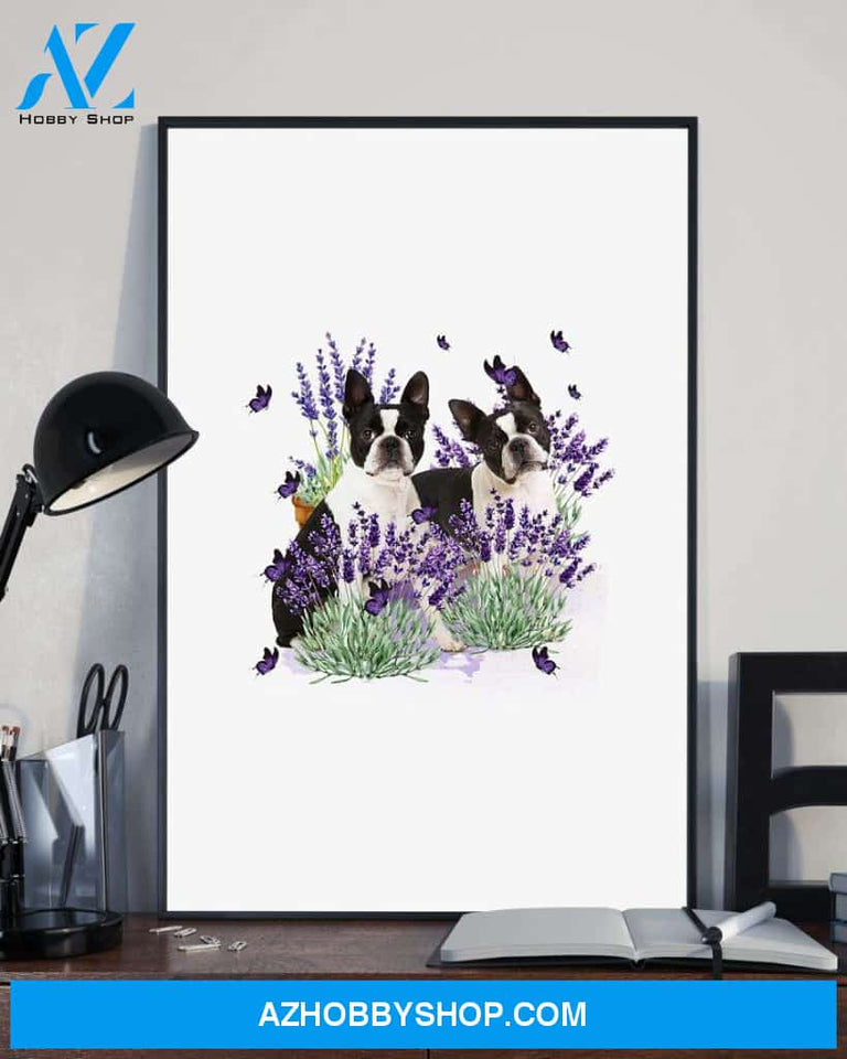 Boston Terrier with lavender flower poster