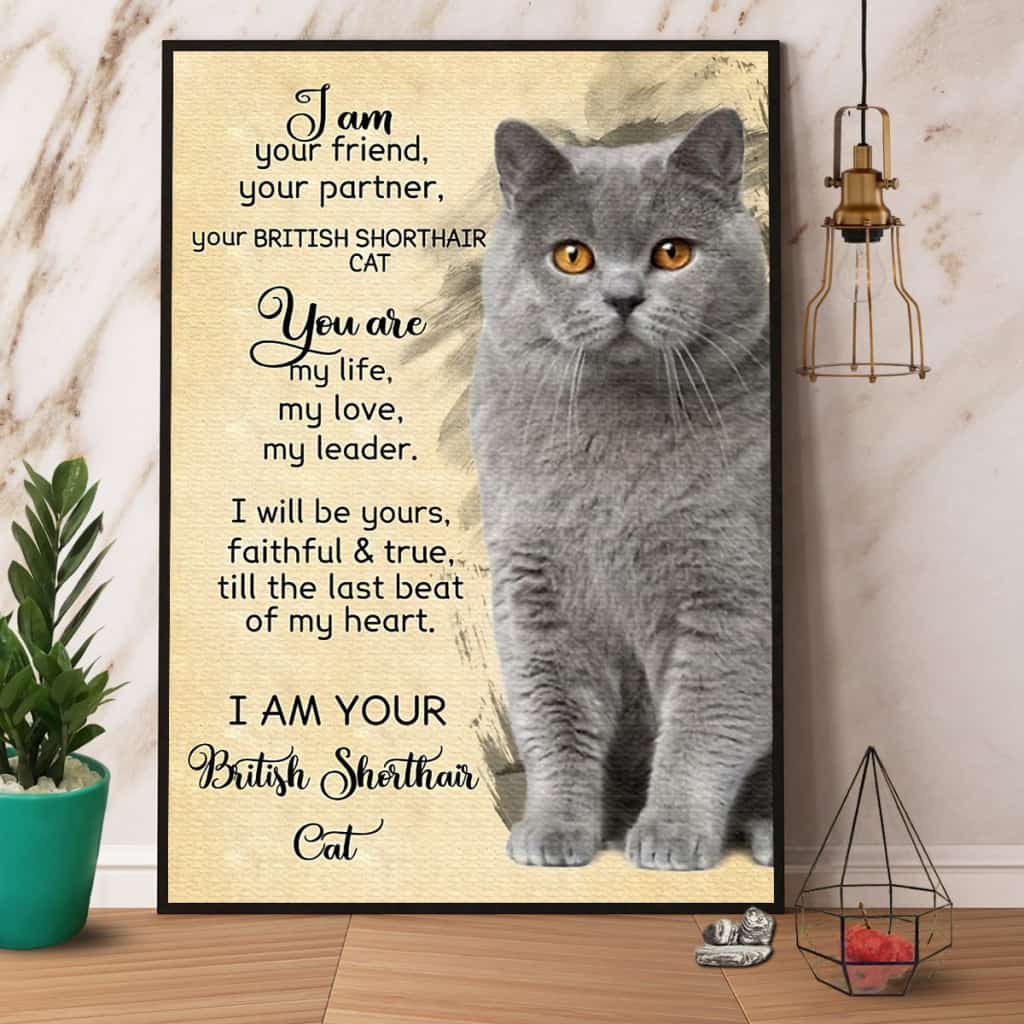 British Shorthair Cat I Am Your Friend Your Partner Paper Poster No Frame Matte Canvas Wall Decor