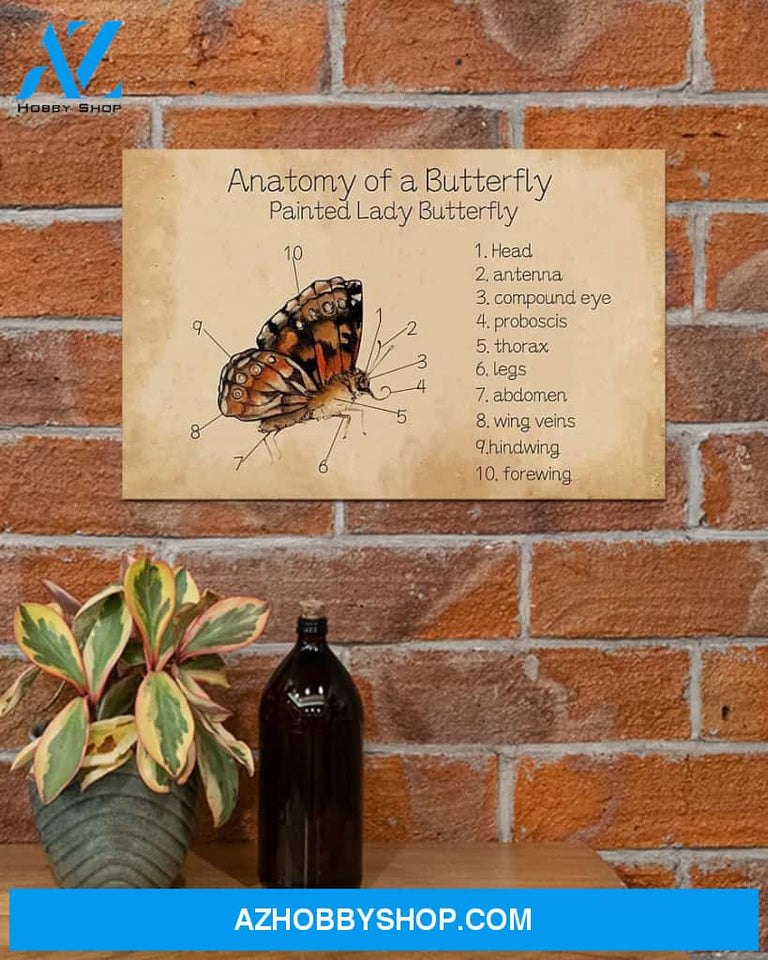 Butterfly Anatomy Of A Butterfly Canvas Wall Art, Wall Decor Visual Art