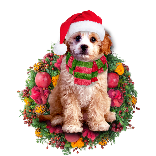 Godmerch- Ornament- Cavoodle Christmas Ornament, Happy Christmas Ornament, Car Ornament