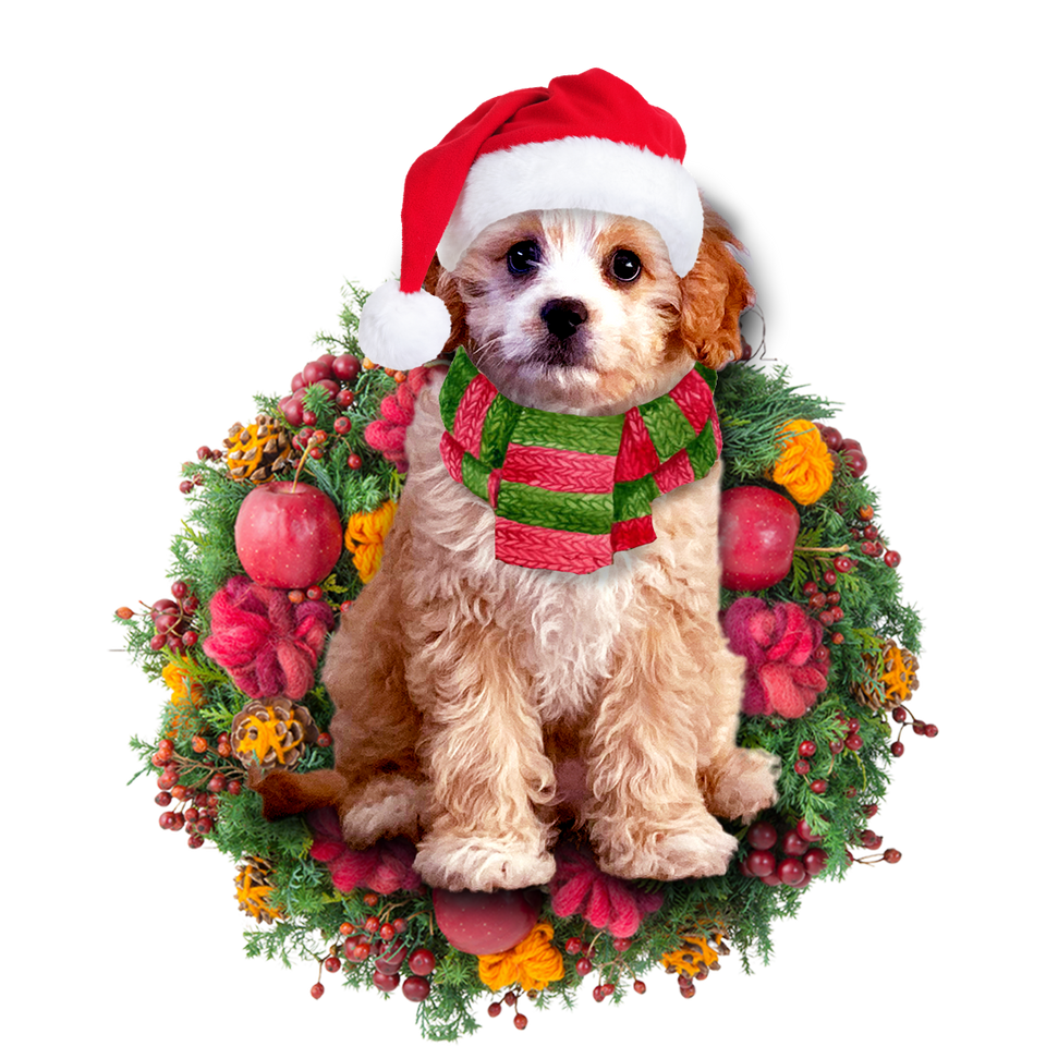 Godmerch- Ornament- Cavoodle Christmas Ornament, Happy Christmas Ornament, Car Ornament