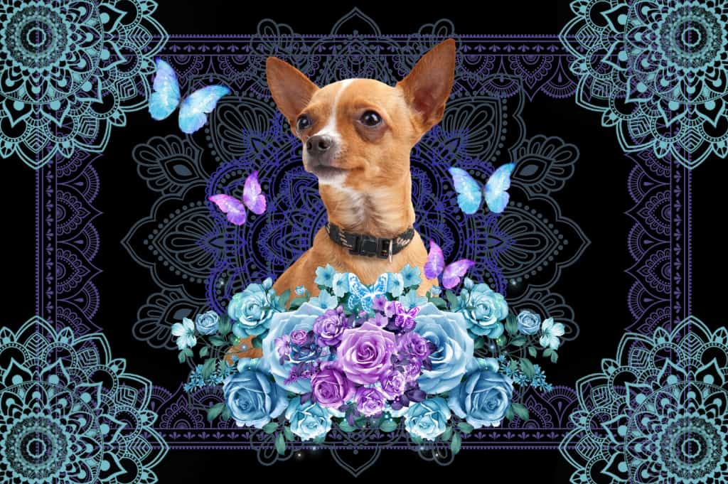 Chihuahua Dogs Blue Floral Background Doormat Welcome Mat