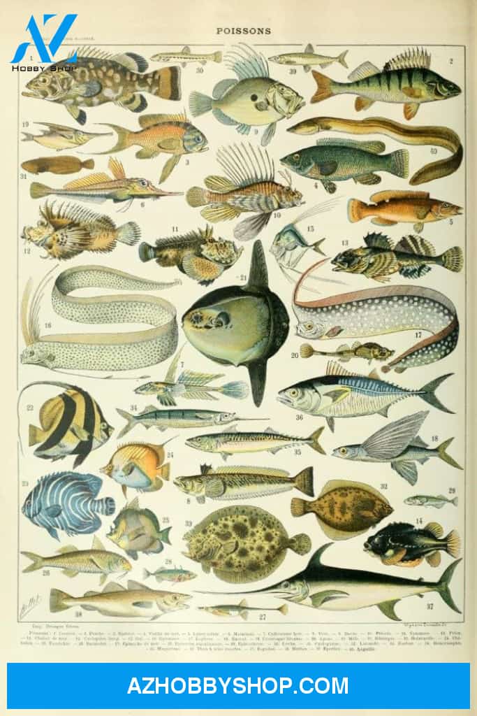Fish A Vintage Bookplate Adolphe Millot Artwork