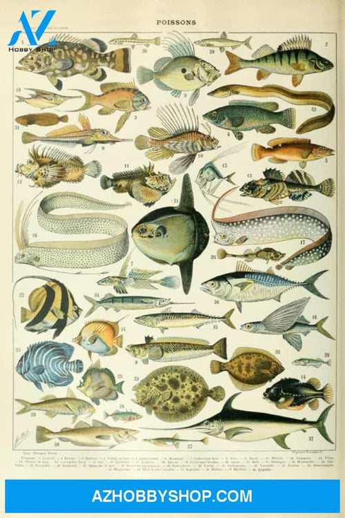 Fish A Vintage Bookplate Adolphe Millot Artwork