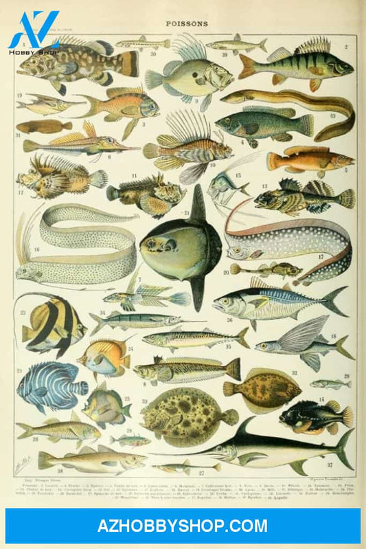 Fish A Vintage Bookplate Adolphe Millot Artwork
