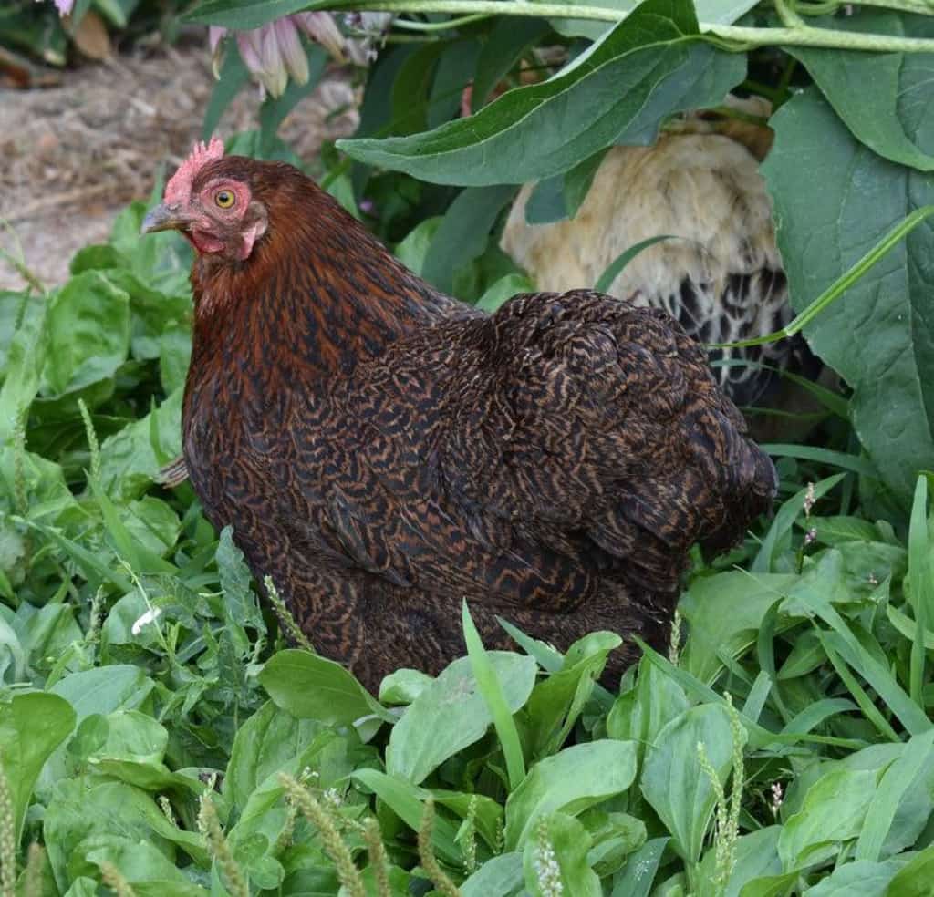 Funny Gifts, Cochin Chicken, Cottage Decor, Nature, Blanket
