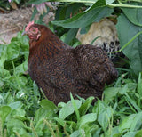 Funny Gifts, Cochin Chicken, Cottage Decor, Nature, Blanket