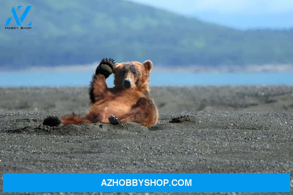 Grizzly Bear Waving