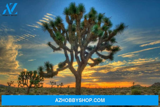 Joshua Tree National Park California Tree In Center