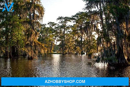 Louisiana - Bayou & Cypress Trees