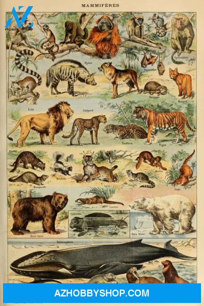 Mammals D Vintage Bookplate Adolphe Millot Artwork