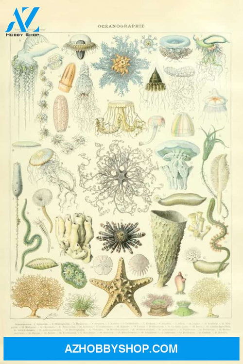 Marine Life C Vintage Bookplate Adolphe Millot Artwork