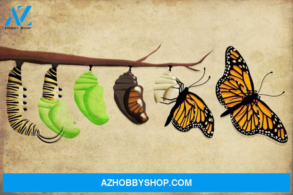Monarch Butterfly Lifecycle