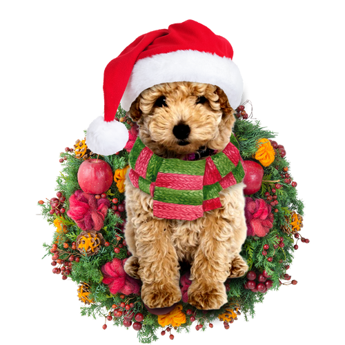 Godmerch- Ornament- Poodle Christmas Ornament, Happy Christmas Ornament, Car Ornament