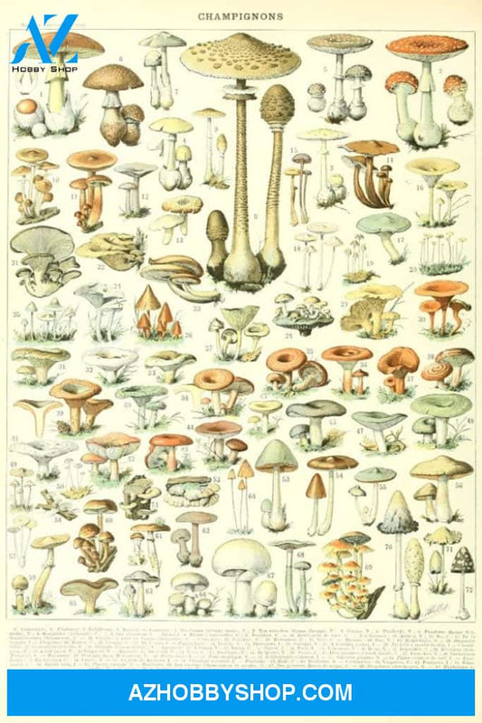 Mushrooms B Vintage Bookplate Adolphe Millot Artwork 