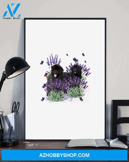 Newfoundland with lavender flower poster