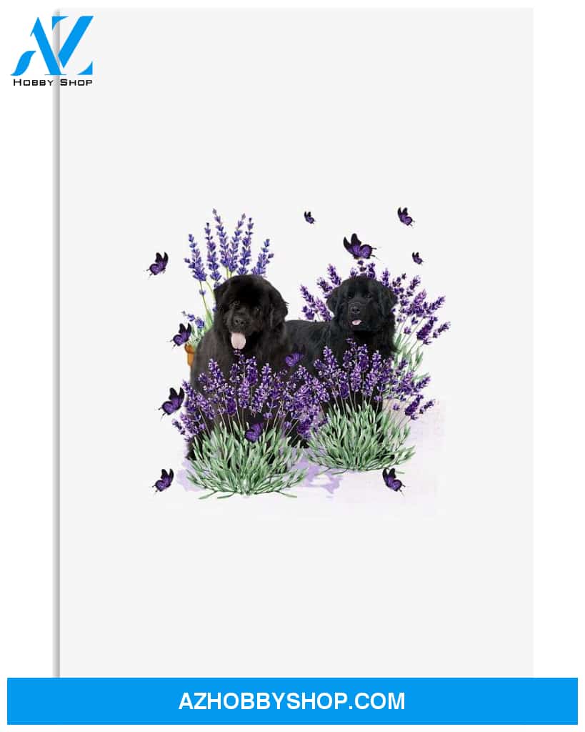 Newfoundland with lavender flower poster