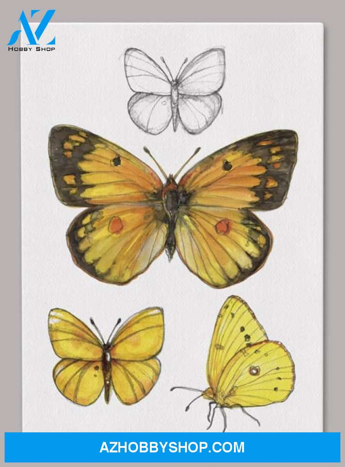 Orange Sulphur Butterfly 5X7 Canvas Wall Art