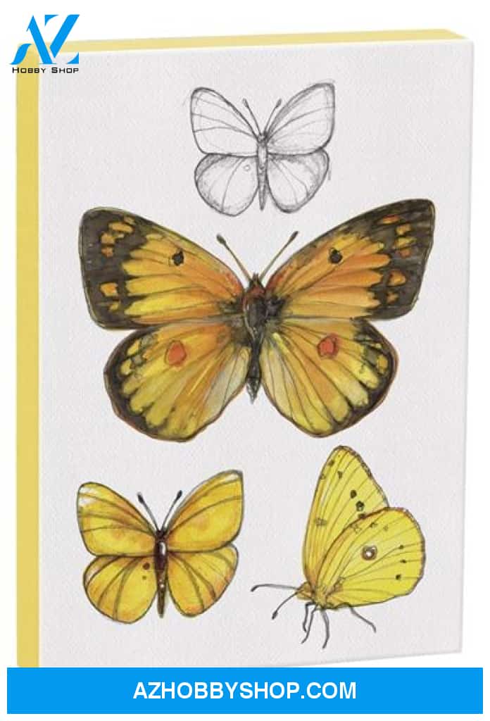 Orange Sulphur Butterfly 5X7 Canvas Wall Art