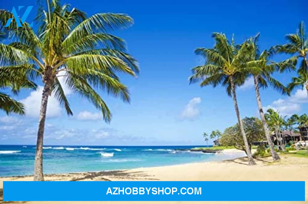 Palm Trees On The Sandy Beach In Hawaii Photography