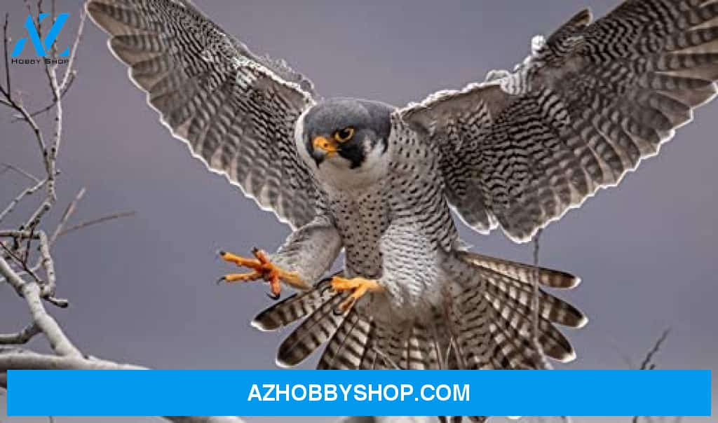 Peregrine Falcon Bird Landing On Branch 