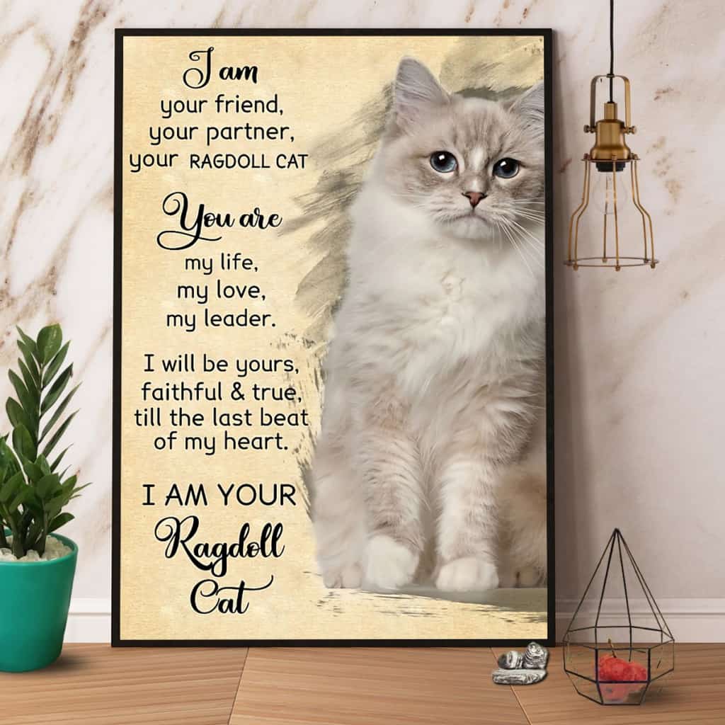 Ragdoll Cat I Am Your Friend Your Partner Paper Poster No Frame Matte Canvas Wall Decor