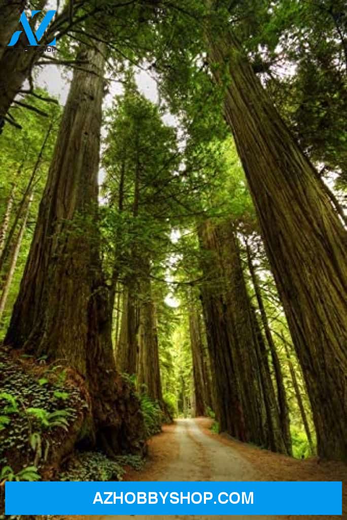 Redwood Forest Road Photography 