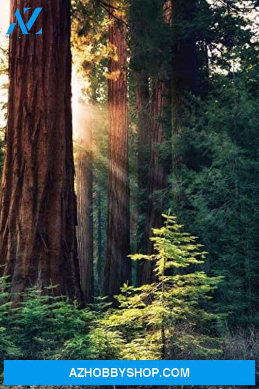 Redwood National Park California - Sunlit Trees