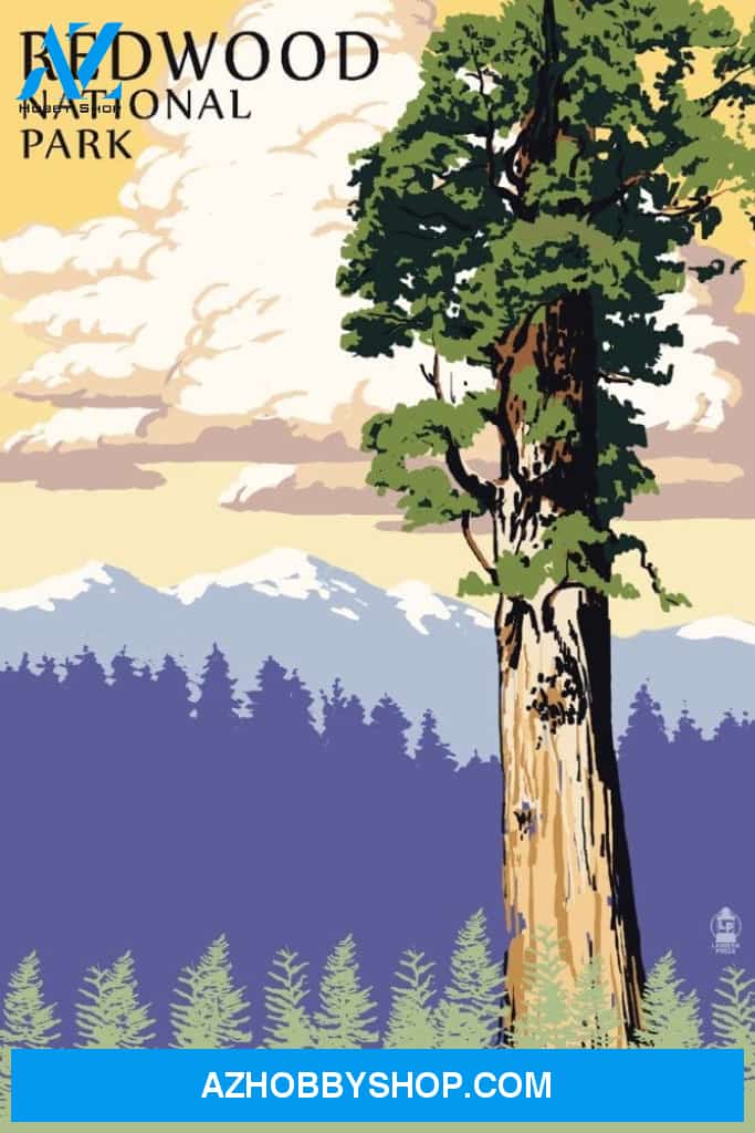 Redwood National Park California Towering Redwood