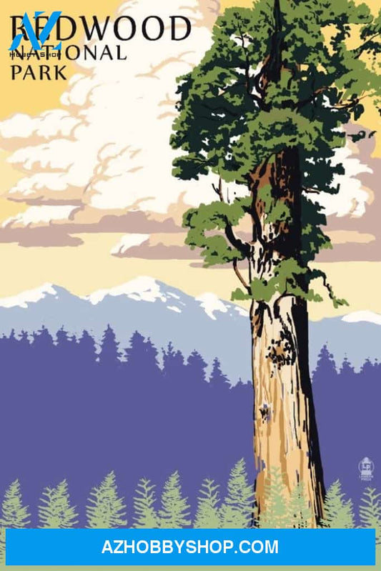 Redwood National Park California Towering Redwood