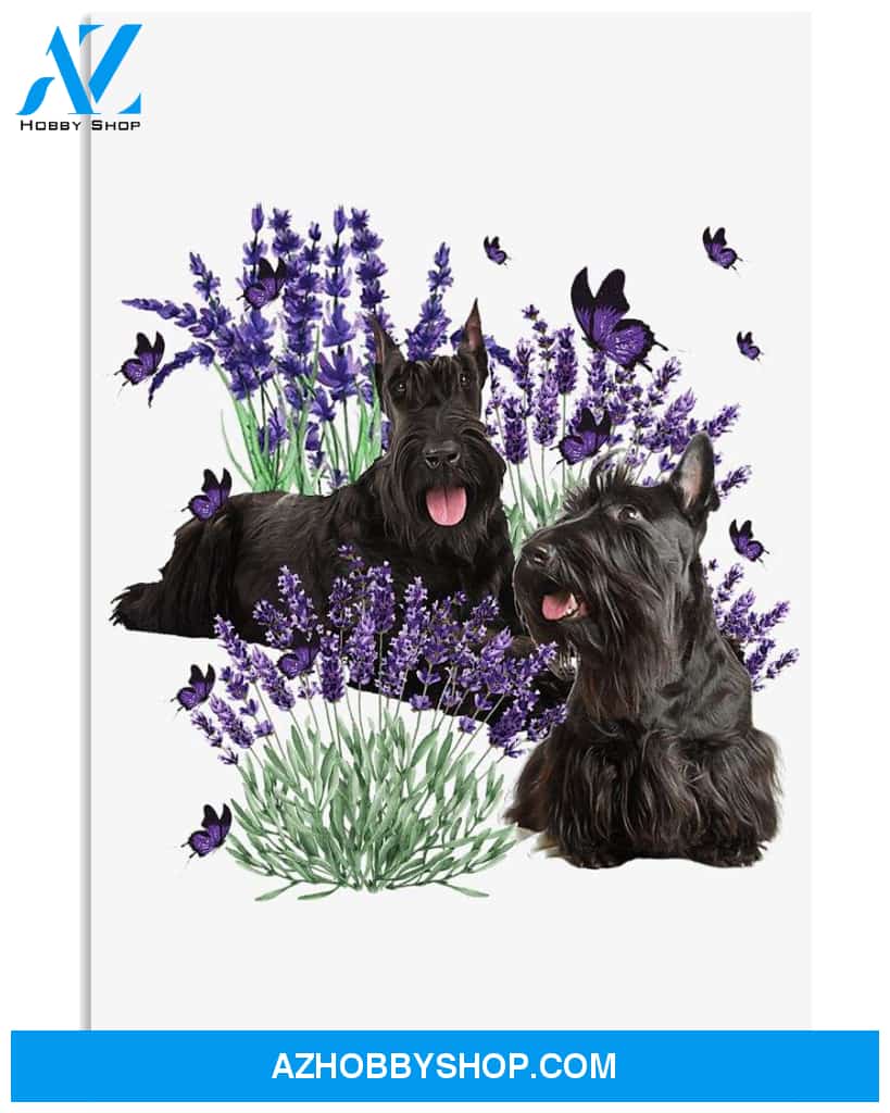 Scottish Terrier and lavender flower poster